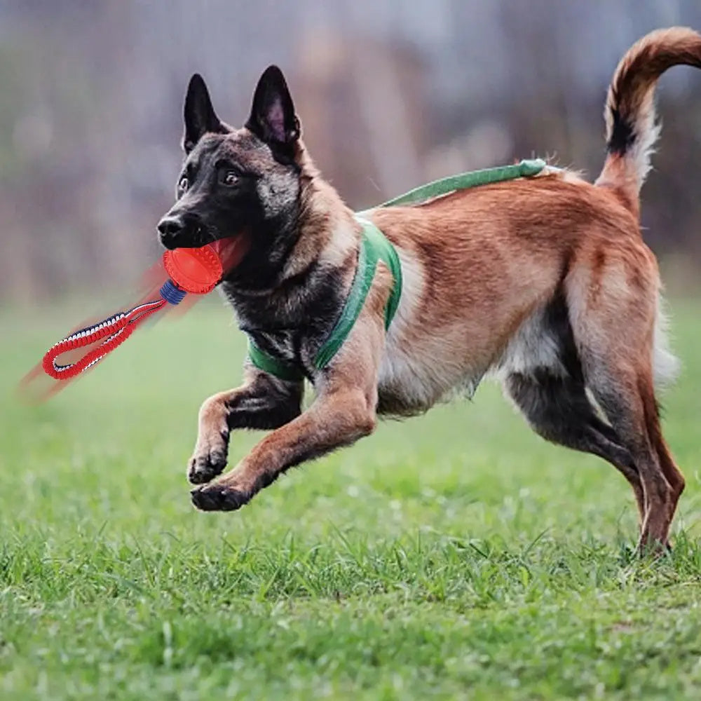 Interactive Dog Teether ™